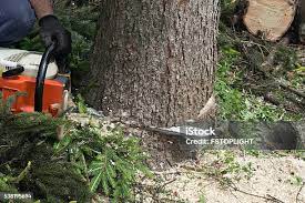 Best Fruit Tree Pruning  in Bolinas, CA