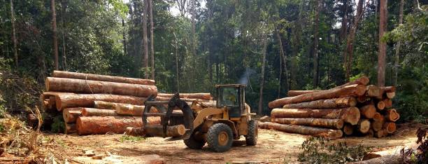 How Our Tree Care Process Works  in  Bolinas, CA